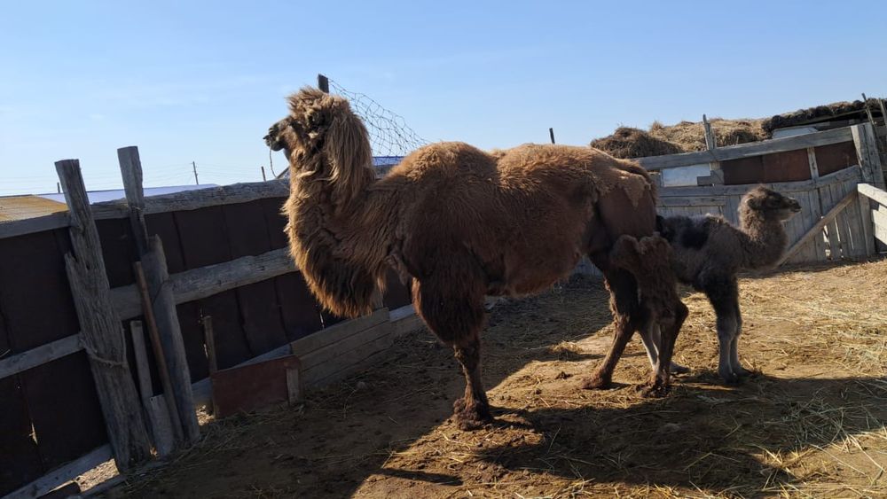 Боталы түйелер сатылымда