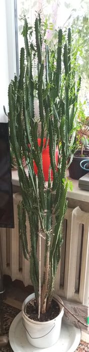 Молочай трехгранный
Высота 1,5 метра
5000 тг