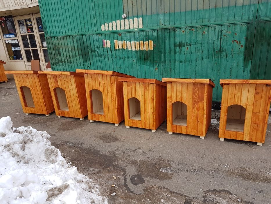 Coteț caine chitila