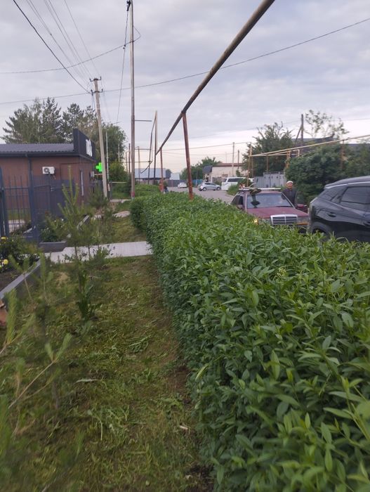 Обрезка живой изгороди