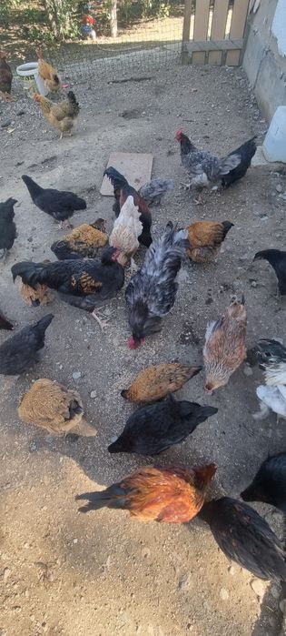 Курицы молодые разные породы