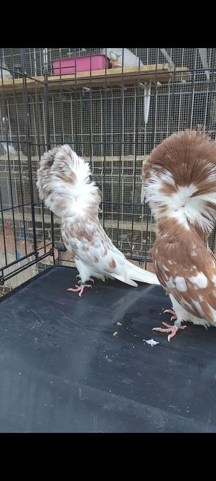 Porumbei gulerati (maria stuart)