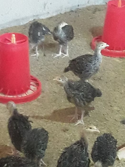 бронза 708 курка жожалари сотилади