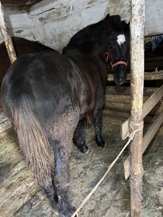 Vând mânză neagră de  6 luni