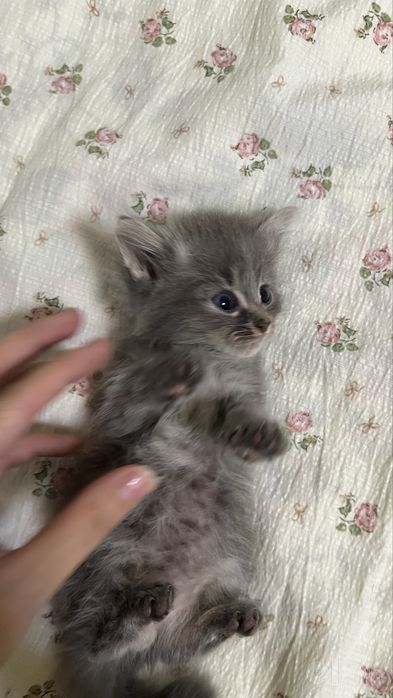 Котенок продается