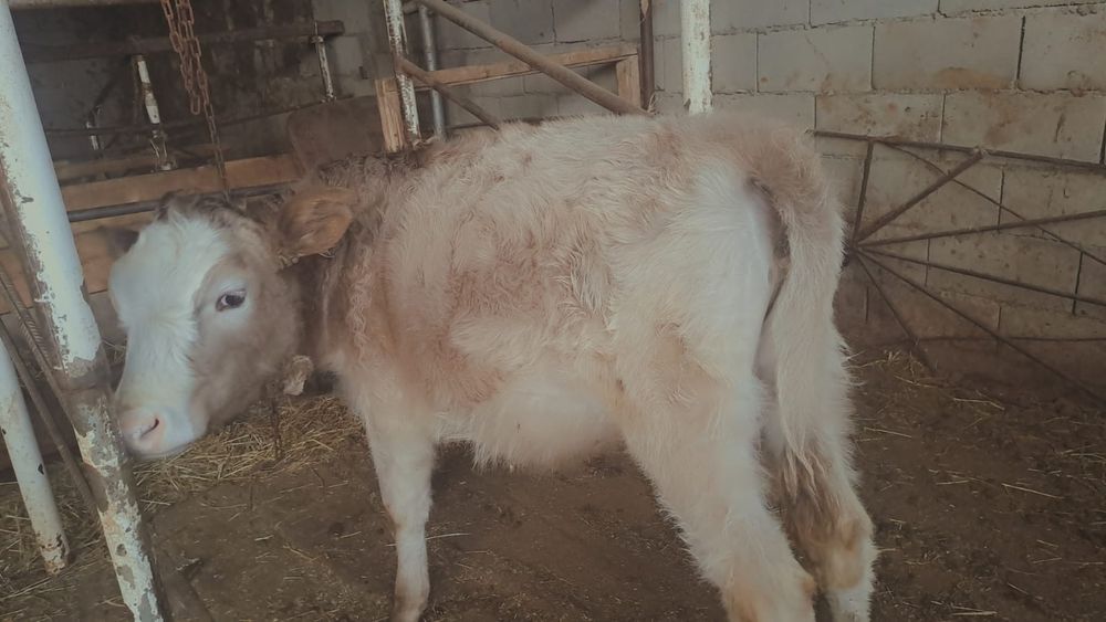 Тана 260 мың Ұзынағаш