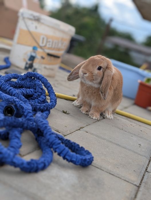 Vând iepuri mini lop (berbec pitic)