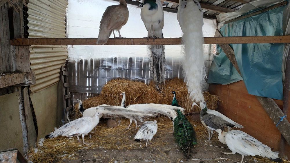 Păuni pt pretențioși!!!