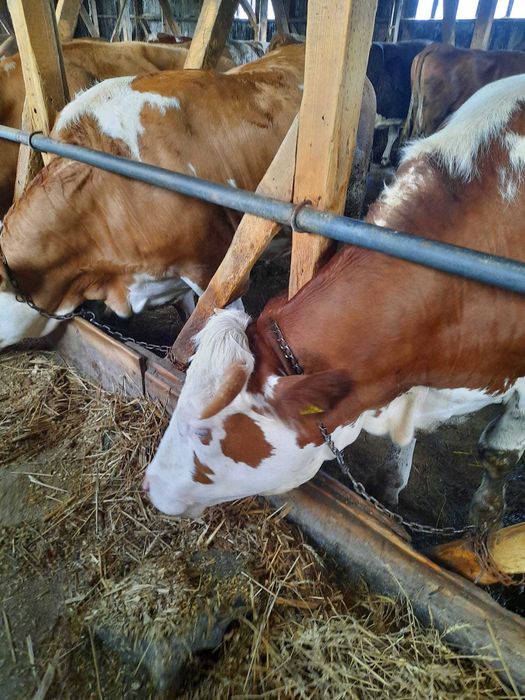 Vand junele gestante