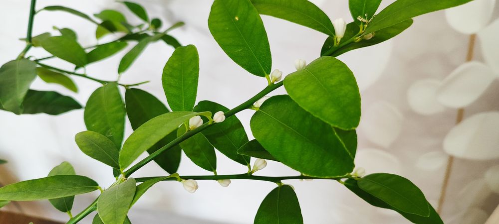 Продам черенки цитрусов