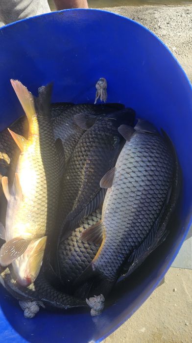 Crap Românesc vara 3