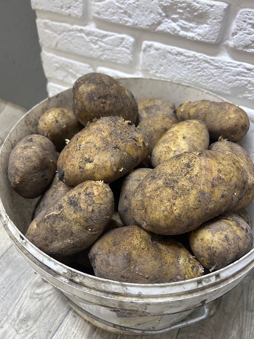 картофель домашний