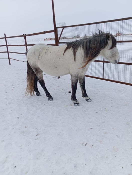 Айғыр сатылады 700 мың