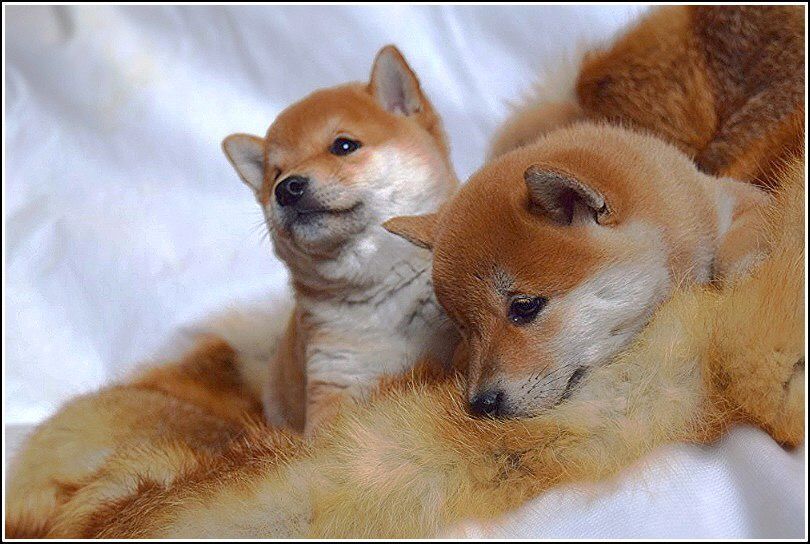 щенки японской мини акиты,сиба