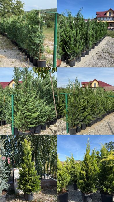 Vand leylandii/leylandii gold calitate extra diferite dimensiuni