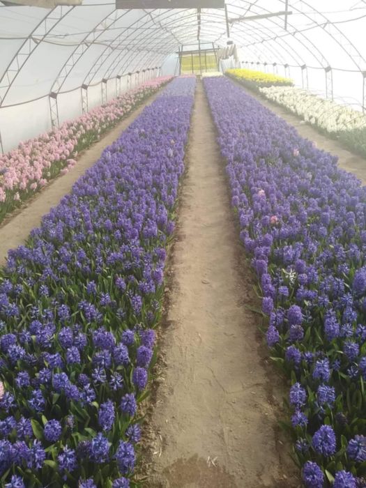 Луковици зюмфюл