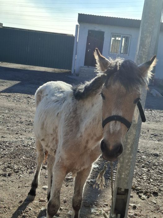 Таи мінгі жуас мінгі