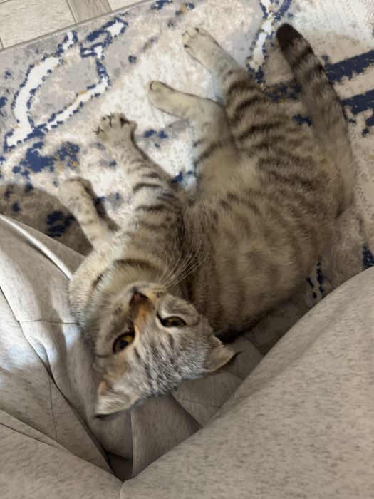 Шотландский вислоухий котик