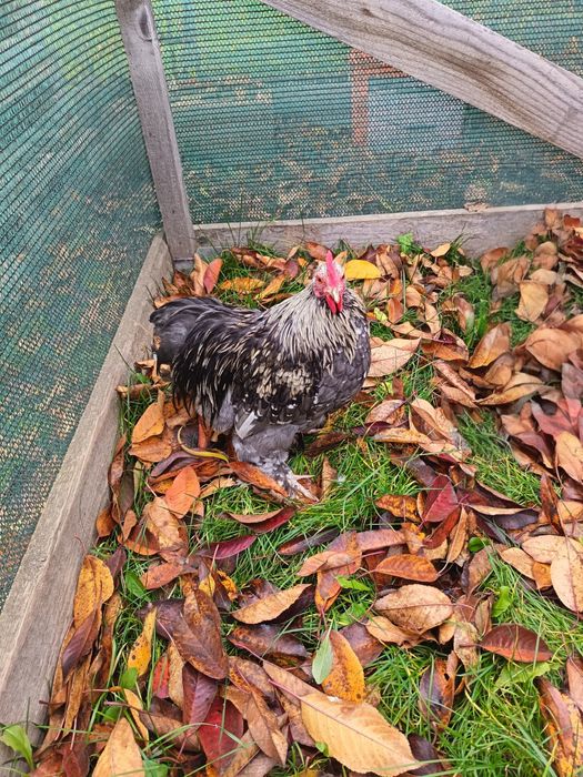 Gaini de Cochinchina pitic