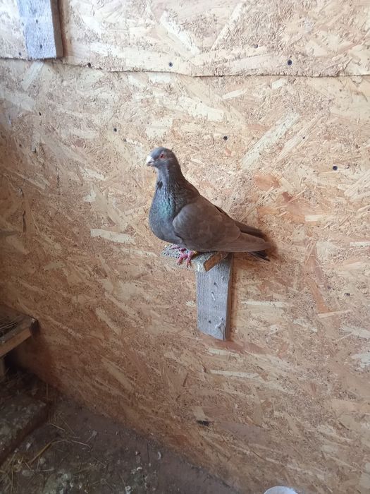 Vând pereche de porumbei spanioli