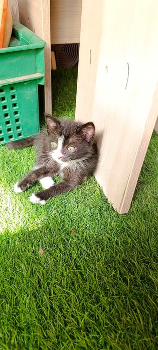Котёнок черно- белый окрас, девочка. Самовывоз г. Талгар.