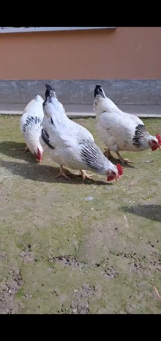 Русский Адлер сотилади