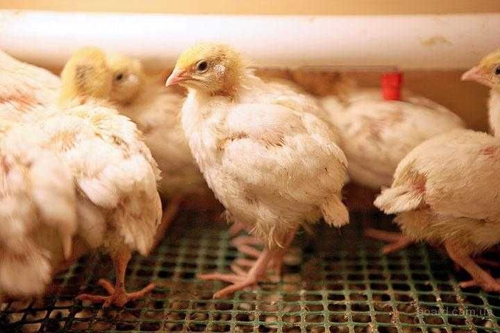 Белий гигант циплята перепёлка