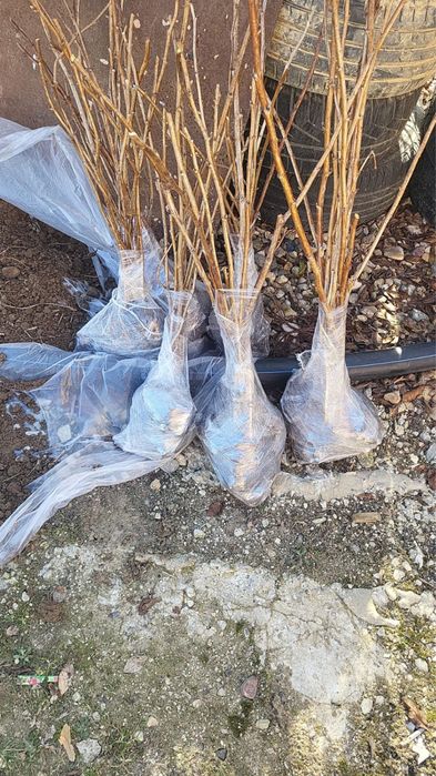 Butasi zmeura Glen Ample