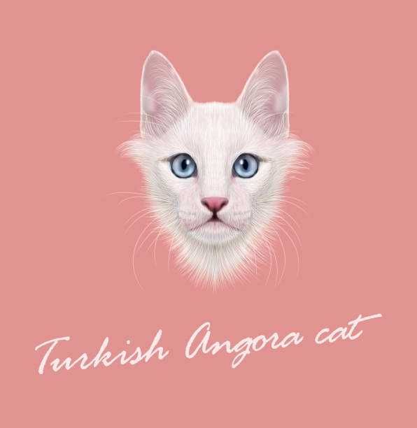 Турецкая ангора котята