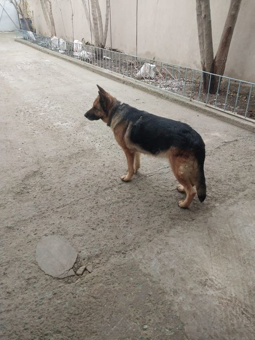 Ургашы немецкий овчарка