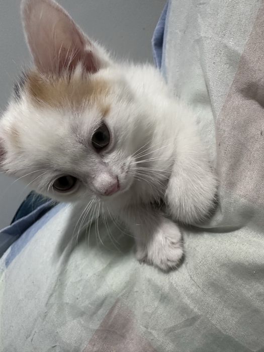 котенок, 2-3 месяца