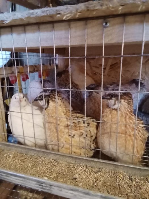 Бөдене жұмыртқалары мен еті сатылымда бар