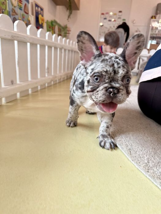 Bulldog Francez Luxurious Frenchie House