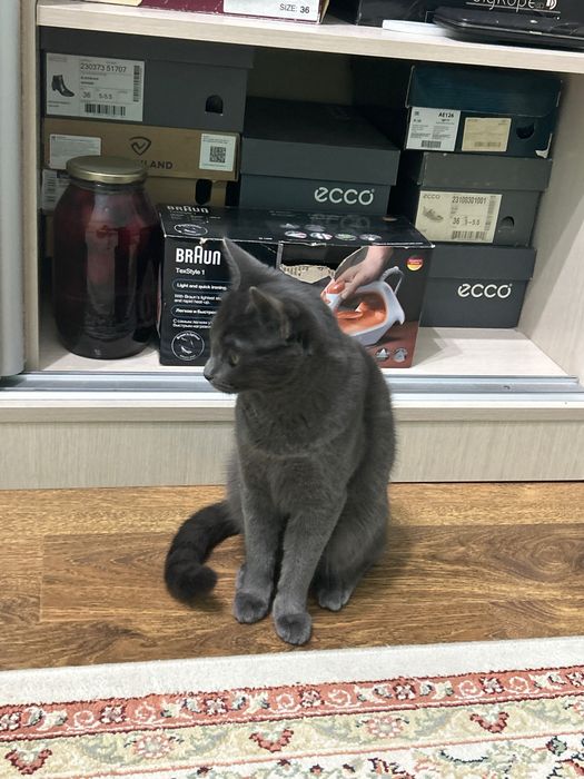 Отдаем котенка в добрые руки