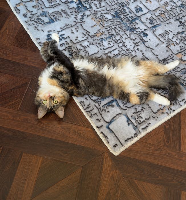 Отдам кошечку в добрые руки