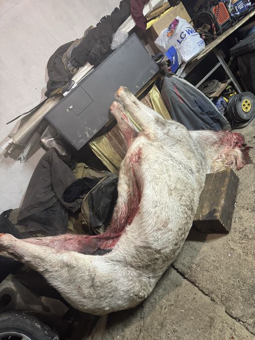 Ту бие сатылады 500 000