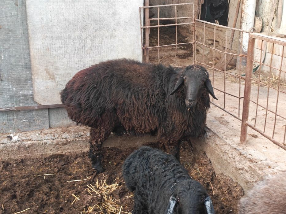 Toza hisori qulog'i kesilmagan uyda boqilgan