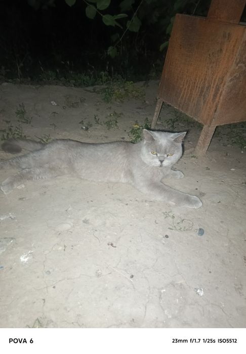 Yaxshi mushuk  judayam mehribon
