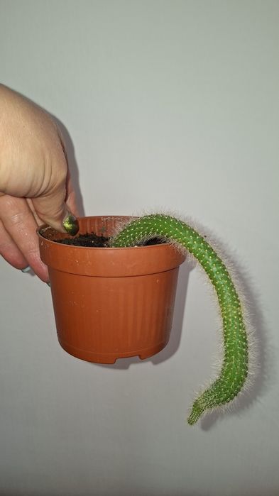 Продам кактус обезьяний хвостик
