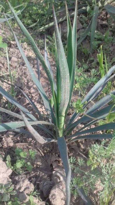 Сеянцы хвойных и декоративных растений