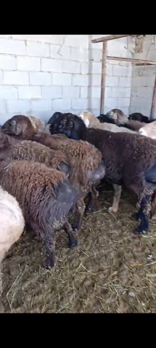 17 бас кошкар сатылады