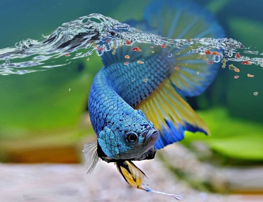 Сотилади корм для рыб