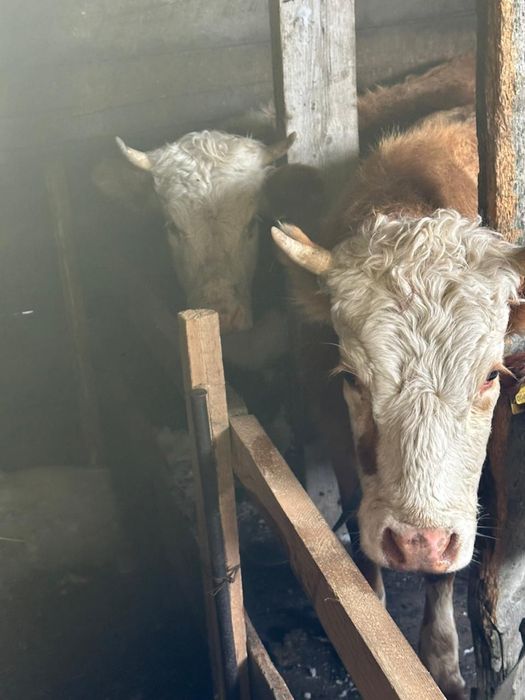 Продам двух стельных тёлочек