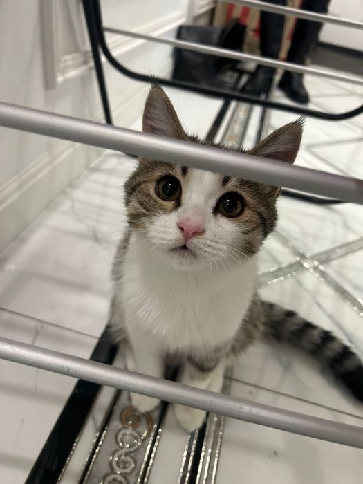 В хорошие руки кота