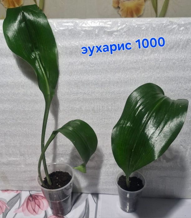 Домашние цветы разные