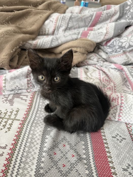 Котенок в отвественные руки