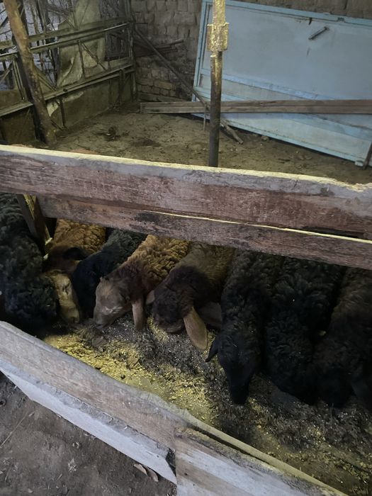 Qoy qochqorlar sotiladi