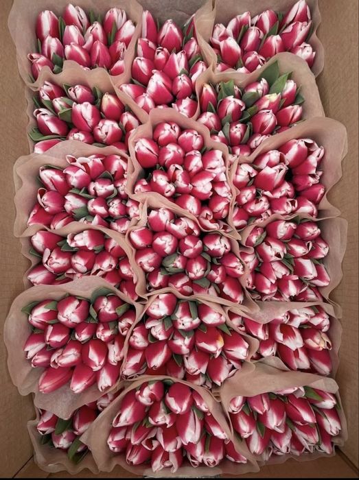 Тюлпаны оптом 650тг с луковицой