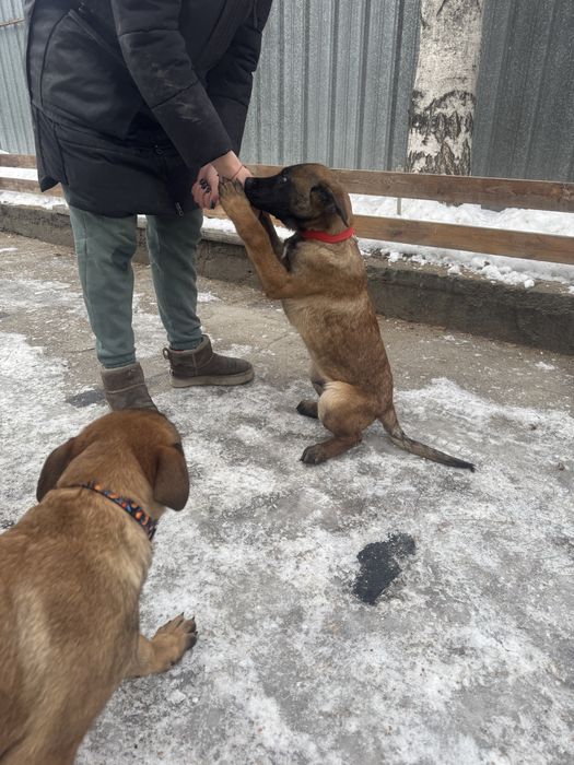 Малинуа , бельгийская овчарка