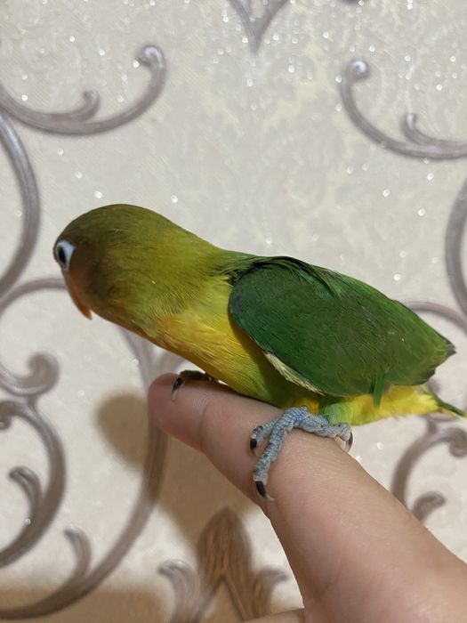 Ruchnoy papugay sotiladi